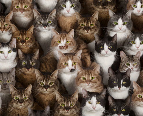 Go ahead, try herding cats